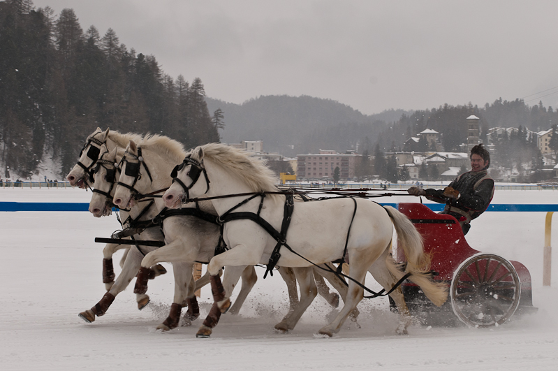 ,  Graubünden, Horse Race, Snow, Sport, St. Moritz, Switzerland, White Turf, Winter