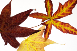 Fall, Garden, autumn, fall, indexpage, Fallen Leaves