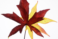 Fall, Garden, autumn, fall, indexpage, Fallen Leaves