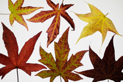 Fall, Garden, autumn, fall, Fallen Leaves