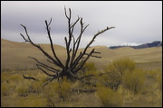 Flaming Branches, Drifting Sand burries trees or exposes their roots - both without mercy., Alamosa, United States of America, Water, Sand, Nature