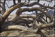 Nature at Work, Drifting Sand burries trees or exposes their roots - both without mercy., Alamosa, United States of America, Water, Sand, Nature