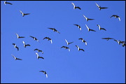  ,  , Alamosa, United States of America, Wildlife, Birds