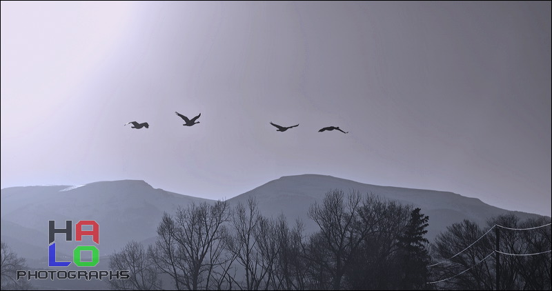 Migrating Cranes, Cranes approaching the wetlands of Alamosa Wildlife Refuge.<br>, Alamosa, Colorado, Wildlife, Birds, Wetlands, Cranes, 21106-21107_flat.jpg