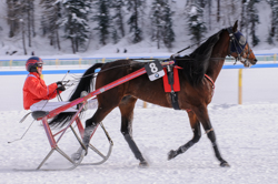 Horse Race, Horse races on snow, Pferderennen auf Schnee, Races, The European Snow Meeting, White Turf, whiteturf, En route to Grand Prix BMW, Quatuor du Martza #8, Renaud Pujol