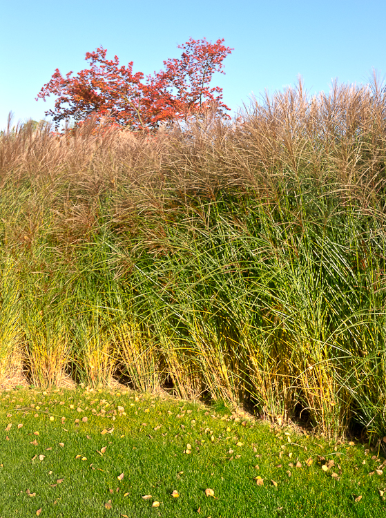 , Baummuseum, Enea Garden Baummuseum, Baumsammlung, Enzo Enea, Landscape architecture, Landschaftsarchitektur