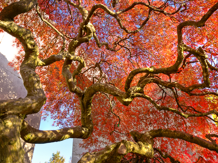 , Baummuseum, Enea Garden Baummuseum, Baumsammlung, Enzo Enea, Landscape architecture, Landschaftsarchitektur