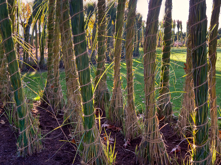 , Baummuseum, Enea Garden Baummuseum, Baumsammlung, Enzo Enea, Landscape architecture, Landschaftsarchitektur