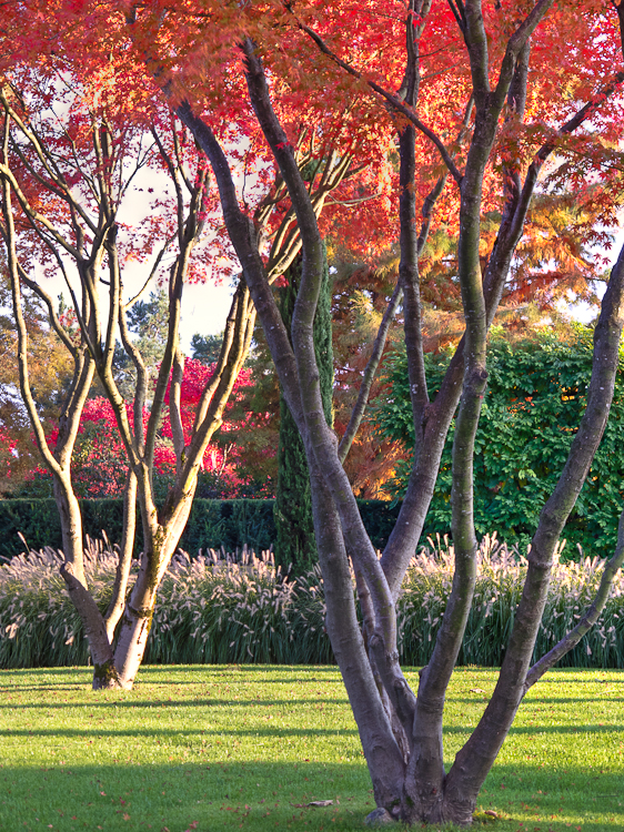 Baummuseum, Baumsammlung, Enzo Enea, Landscape architecture, Landschaftsarchitektur, , Baummuseum, Enea Garden