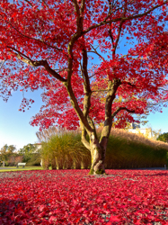 Enea Treemuseum - Baummuseum