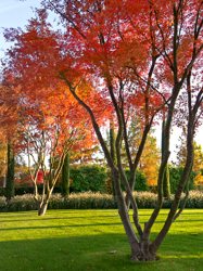 , Baummuseum, Enea Garden Baummuseum, Baumsammlung, Enzo Enea, Landscape architecture, Landschaftsarchitektur