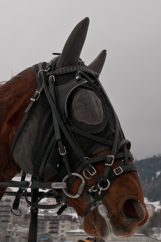 Grand Prix Gaggenau Hausgeräte, Sieger Ehrung für Claudia Koller mit Pferd Palmin de Romagny. Graubünden, Horse Race, Snow, Sport, St. Moritz, Switzerland, White Turf, Winter