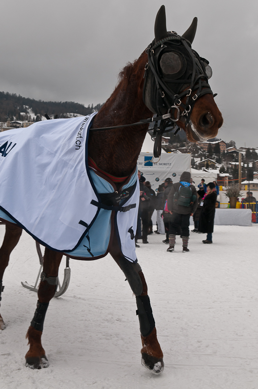 Grand Prix Gaggenau Hausgeräte, Sieger Ehrung für Claudia Koller mit Pferd Palmin de Romagny. Graubünden, Horse Race, Snow, Sport, St. Moritz, Switzerland, White Turf, Winter