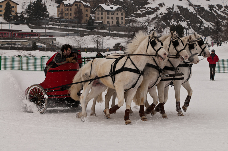 ,  Graubünden, Horse Race, Snow, Sport, St. Moritz, Switzerland, White Turf, Winter