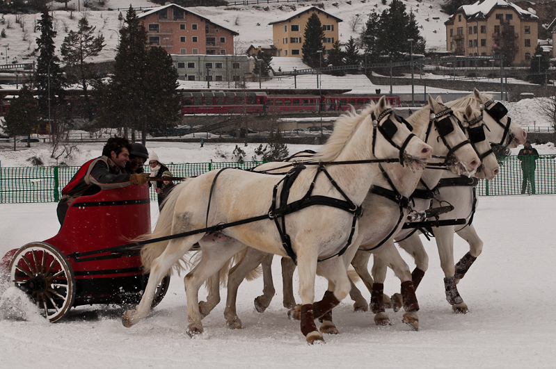 ,  Graubünden, Horse Race, Snow, Sport, St. Moritz, Switzerland, White Turf, Winter