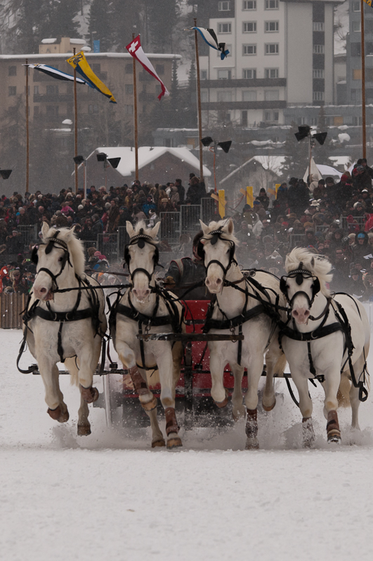 ,  Graubünden, Horse Race, Snow, Sport, St. Moritz, Switzerland, White Turf, Winter