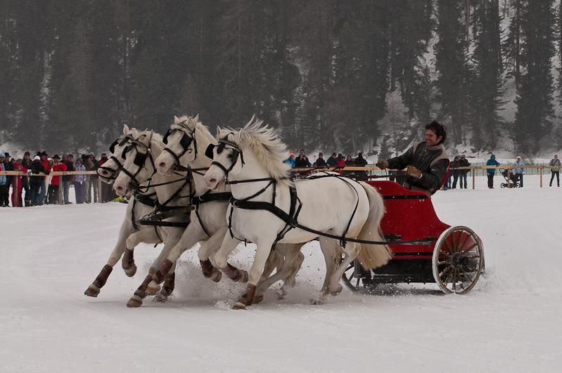 ,  Graubünden, Horse Race, Snow, Sport, St. Moritz, Switzerland, White Turf, Winter