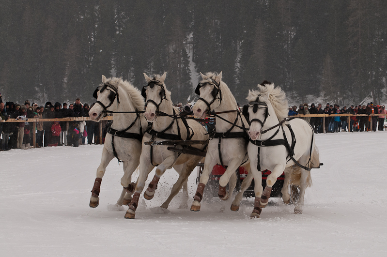 ,  Graubünden, Horse Race, Snow, Sport, St. Moritz, Switzerland, White Turf, Winter