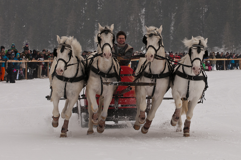 ,  Graubünden, Horse Race, Snow, Sport, St. Moritz, Switzerland, White Turf, Winter