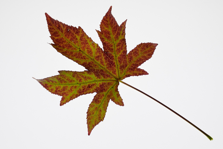 Fall, Garden, autumn, fall, Fallen Leaves