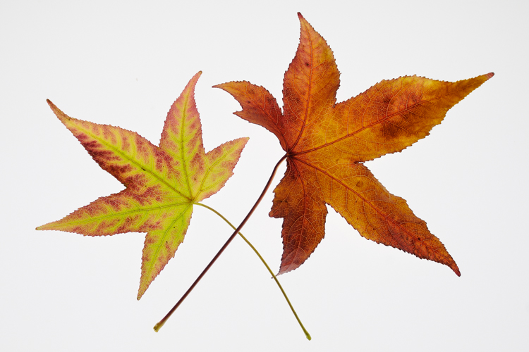 Fall, Garden, autumn, fall, indexpage, Fallen Leaves