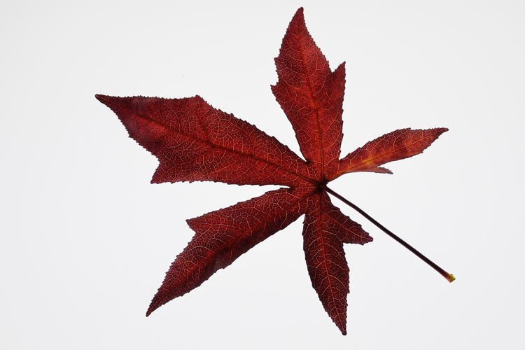 Fall, Garden, autumn, fall, Fallen Leaves