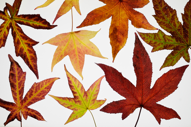 Fall, Garden, autumn, fall, indexpage, Fallen Leaves