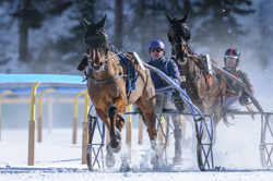 , Trotting race, 1700m, GP PRESTIGE, CHF 15000, Trotting race, 1700m, GP PRESTIGE, CHF 15000