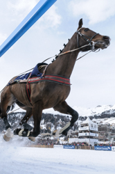 , Skikjöring, 2700m, Grand Prix CREDIT SUISSE, CHF 16000.-