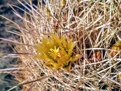 Google Photos, edited