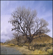 A 3 Day-Drive from Reno to Vail, There is not only the Pantyhose-Tree in Vail (moved from the Village townsquare onto the mountain - and still active), way out in no-where the Shoe-Tree is alive. Off Highway 50 near Shoshone Peak (10313 ft.), Austin, Nevada., Austin, United States of America, Shoe Tree