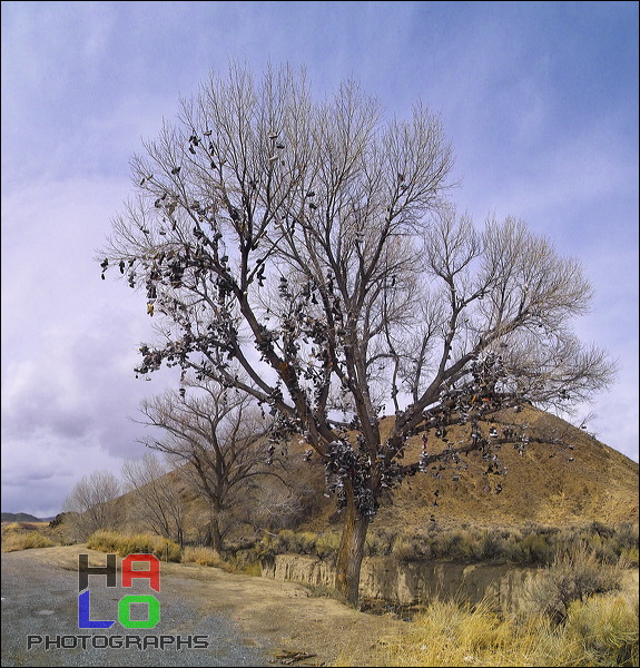 A 3 Day-Drive from Reno to Vail, There is not only the Pantyhose-Tree in Vail (moved from the Village townsquare onto the mountain - and still active), way out in no-where the Shoe-Tree is alive. Off Highway 50 near Shoshone Peak (10313 ft.), Austin, Nevada., Austin, Nevada, Shoe Tree, 20247-20249.jpg