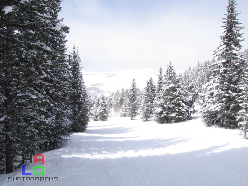 A 3 Day-Drive from Reno to Vail, Snow and Trees (don't you see that?), Vail, Colorado,  , img_0092.jpg