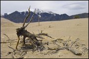 Nature at Work, Drifting Sand burries trees or exposes their roots - both without mercy., Alamosa, United States of America, Water, Sand, Nature