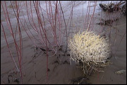 Nature at Work, Captured tumble weed, Alamosa, United States of America, Water, Sand, Nature