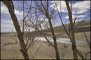 Nature at Work, Remaining tree skeletons. Some will return to bloom in few weeks., Alamosa, United States of America, Water, Sand, Nature