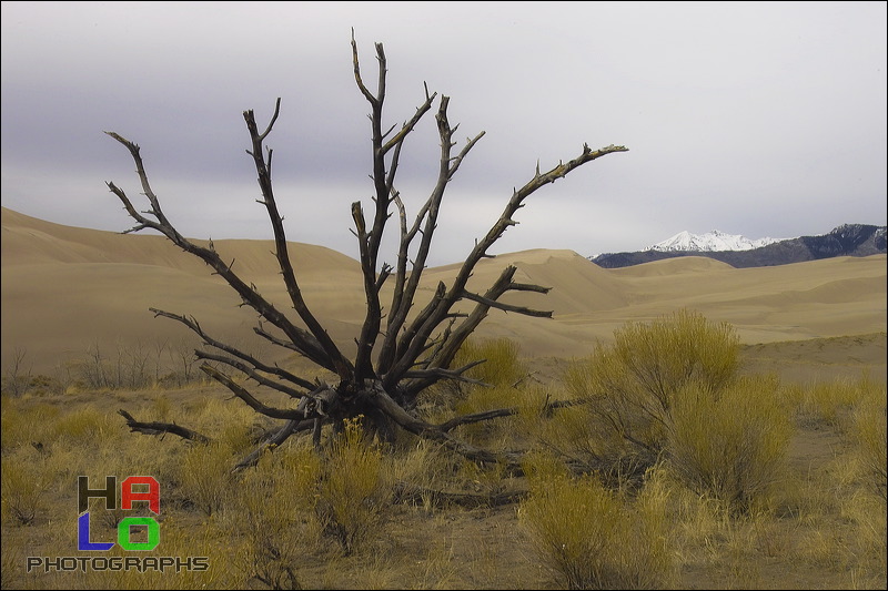 Flaming Branches, Drifting Sand burries trees or exposes their roots - both without mercy., Alamosa, Colorado, Water, Sand, Nature, img20564.jpg