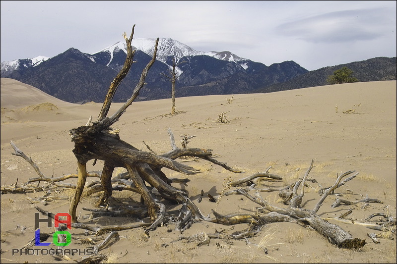 Nature at Work, Drifting Sand burries trees or exposes their roots - both without mercy., Alamosa, Colorado, Water, Sand, Nature, img20565.jpg