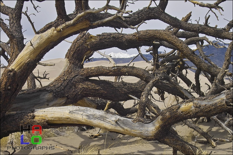 Nature at Work, Drifting Sand burries trees or exposes their roots - both without mercy., Alamosa, Colorado, Water, Sand, Nature, img20571.jpg