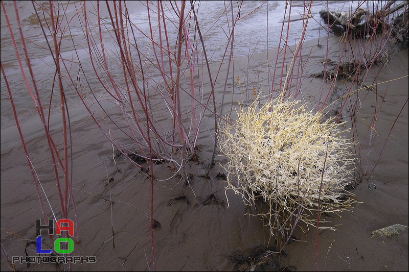 Nature at Work, Captured tumble weed, Alamosa, Colorado, Water, Sand, Nature, img20613.jpg