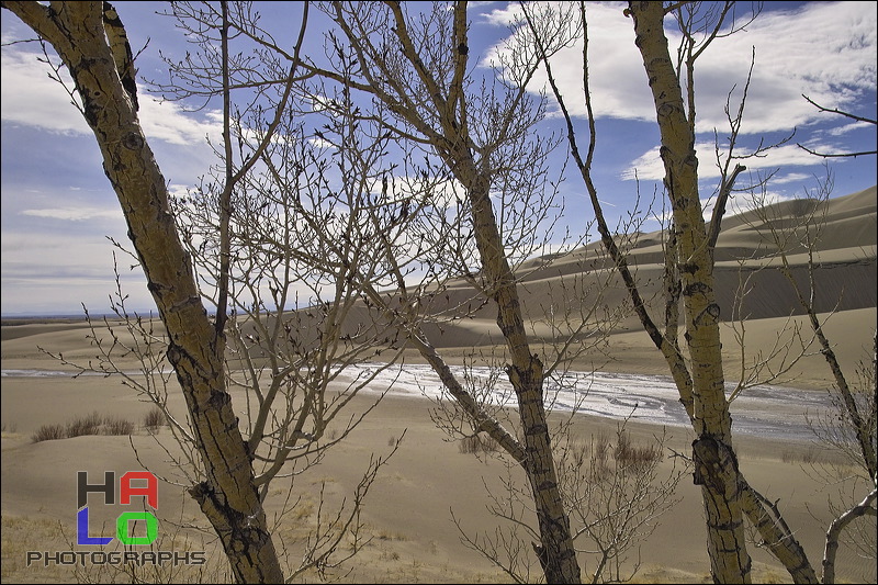 Nature at Work, Remaining tree skeletons. Some will return to bloom in few weeks., Alamosa, Colorado, Water, Sand, Nature, img20675.jpg