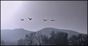 Migrating Cranes, Cranes approaching the wetlands of Alamosa Wildlife Refuge., Alamosa, United States of America, Wildlife, Birds, Wetlands, Cranes