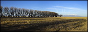 Breeding & feeding Grounds, The wetlands of the Alamosa Wildlife Refuge provide valuable, rare feeding and breeding grounds for many birds and other wildlife., Alamosa, United States of America, Wildlife, Birds, Panorama, Breeding Grounds, Feeding Grounds