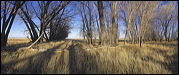 Breeding & feeding Grounds, The wetlands of the Alamosa Wildlife Refuge provide valuable, rare feeding and breeding grounds for many birds and other wildlife., Alamosa, United States of America, Wildlife, Birds, Panorama, Breeding Grounds, Feeding Grounds