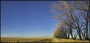 Breeding & feeding Grounds, The wetlands of the Alamosa Wildlife Refuge provide valuable, rare feeding and breeding grounds for many birds and other wildlife., Alamosa, United States of America, Wildlife, Birds, Panorama, Breeding Grounds, Feeding Grounds