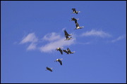  ,  , Alamosa, United States of America, Wildlife, Birds