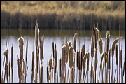  ,  , Alamosa, United States of America, Wildlife, Birds