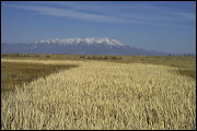  ,  , Alamosa, United States of America, Wildlife, Birds