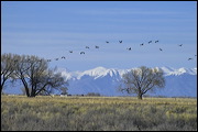  ,  , Alamosa, United States of America, Wildlife, Birds