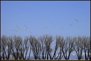  ,  , Alamosa, United States of America, Wildlife, Birds